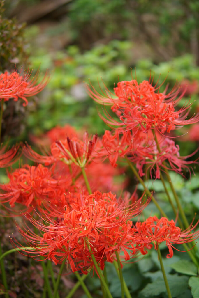 彼岸花(曼珠沙華)