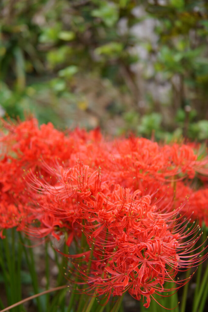彼岸花(曼珠沙華)
