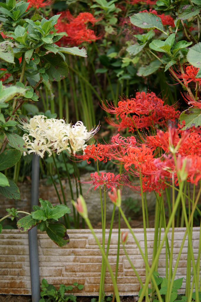 彼岸花(曼珠沙華)