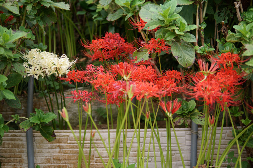 彼岸花(曼珠沙華)
