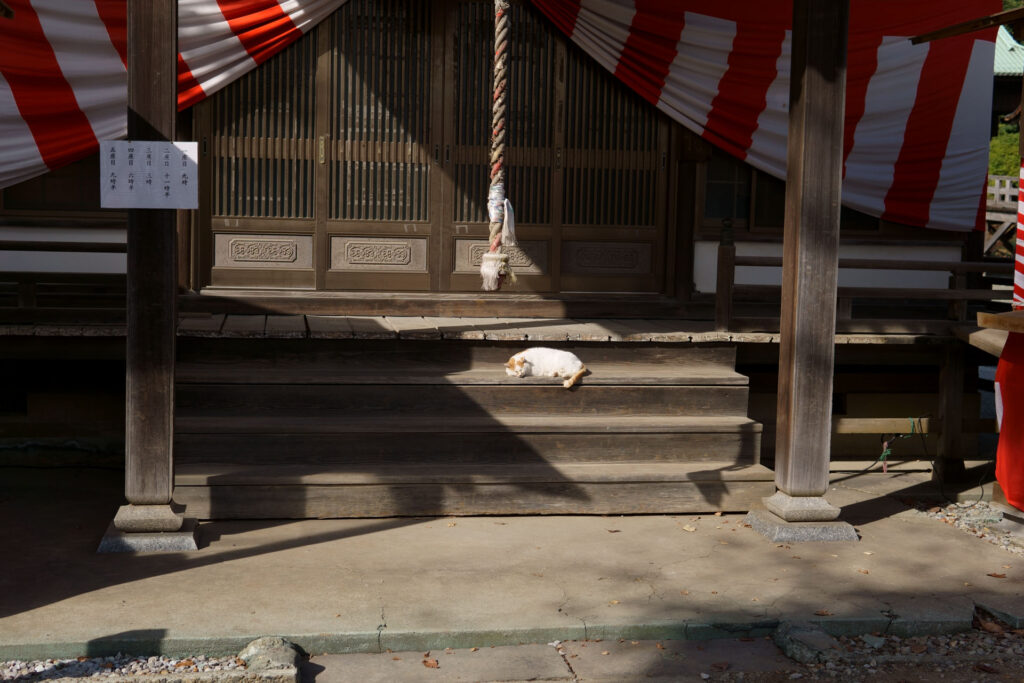 日向で寝る野良猫