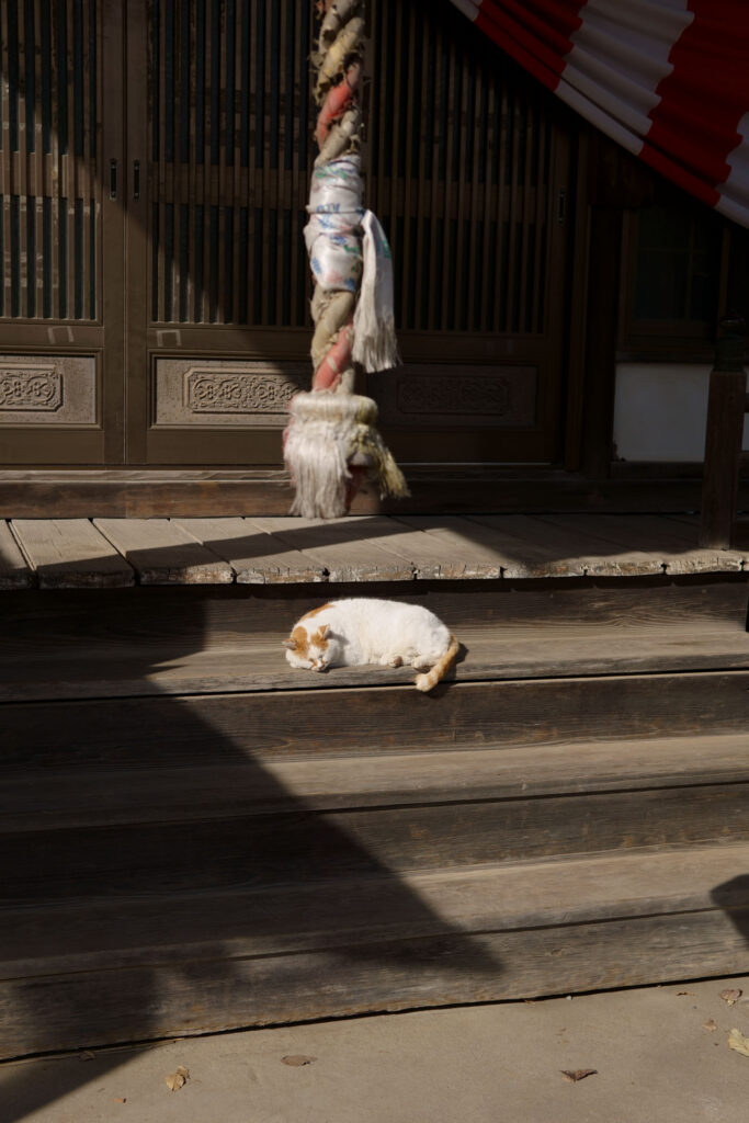 日向で寝る野良猫