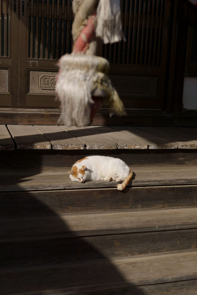日向で寝る野良猫