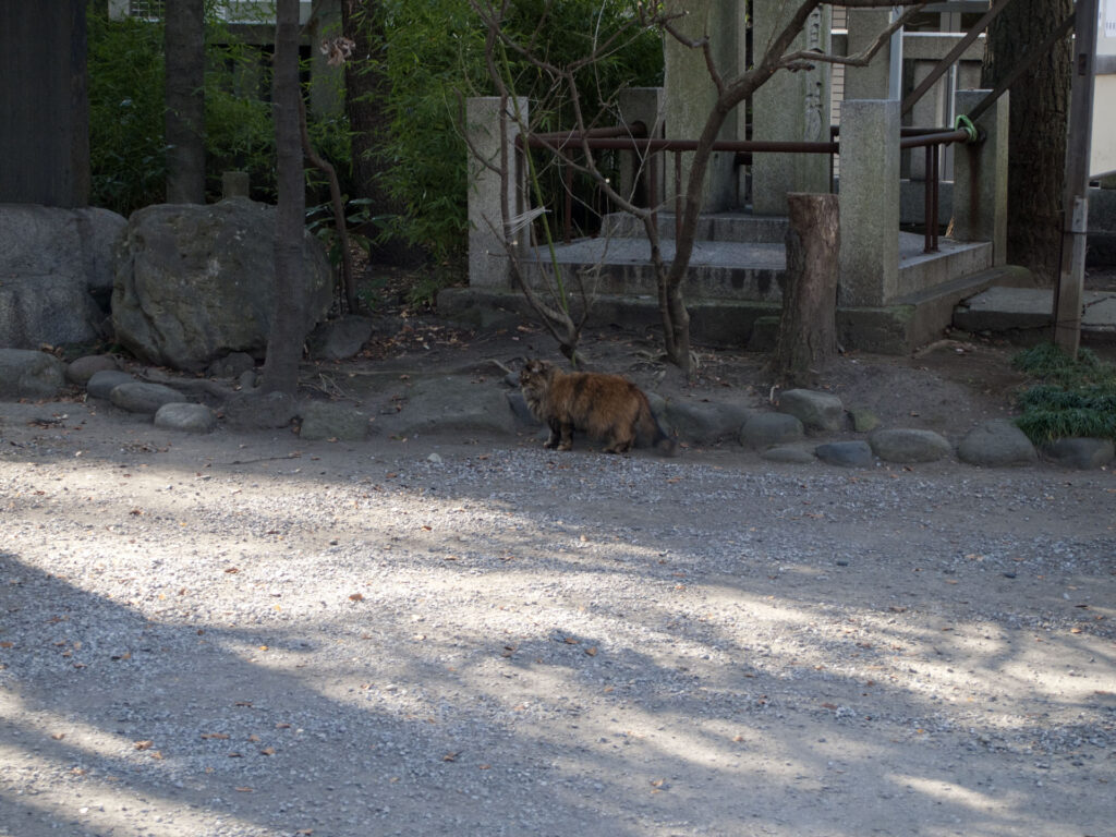 仲町氷川神社 野良猫