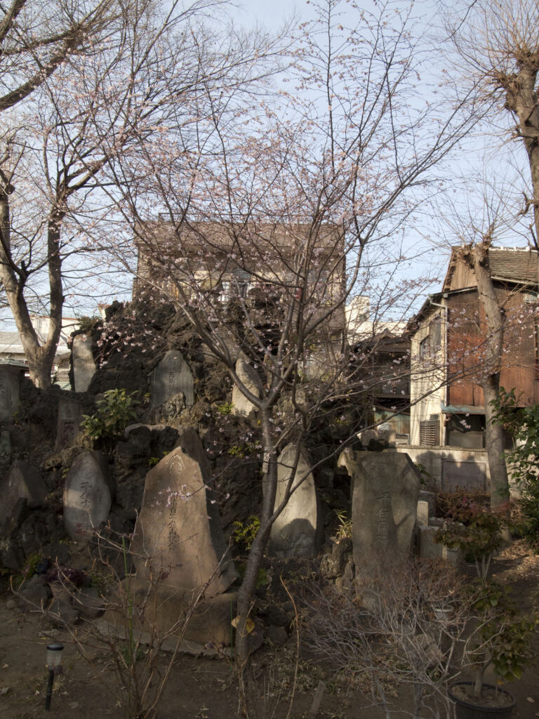 千住神社 梅の木