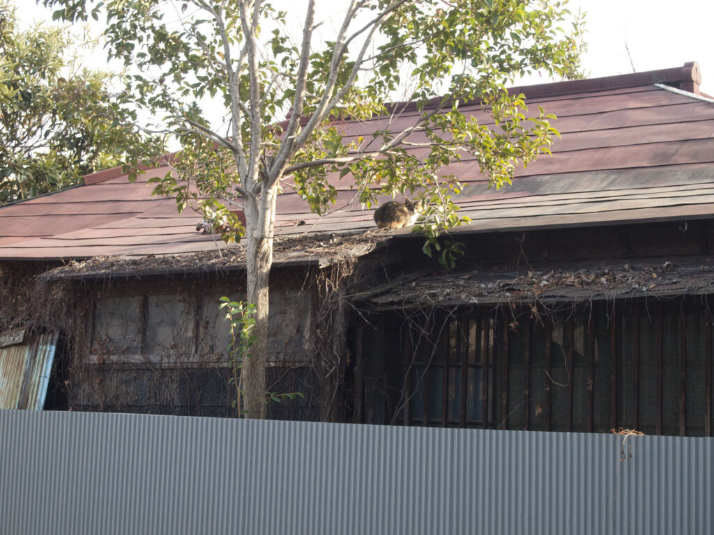 廃屋で日向ぼっこする猫