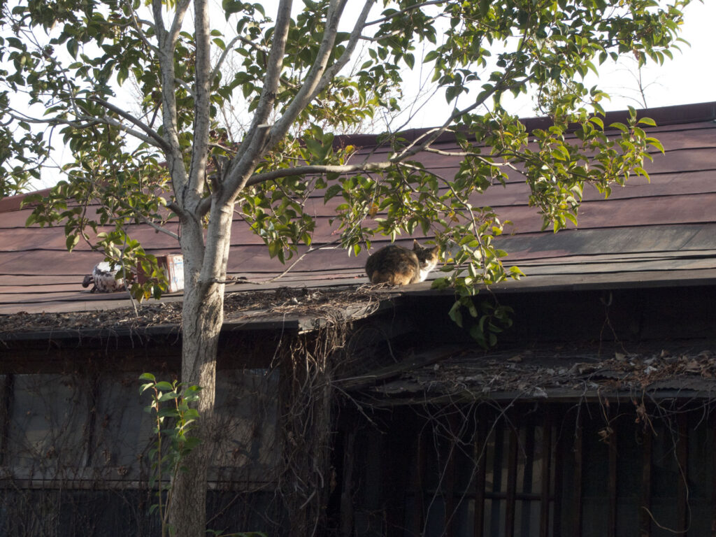 廃屋で日向ぼっこする猫