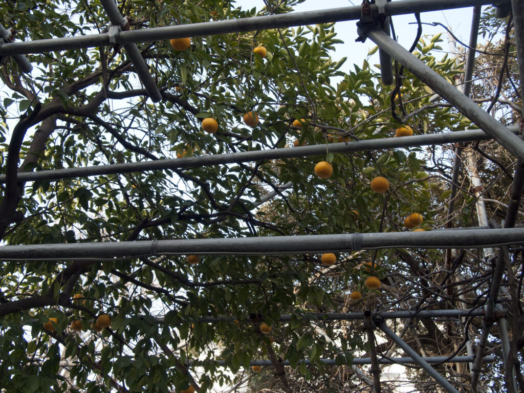 千住本氷川神社 八朔