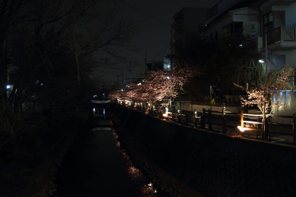第5回 松戸宿坂川河津桜まつり 夜桜【2014】