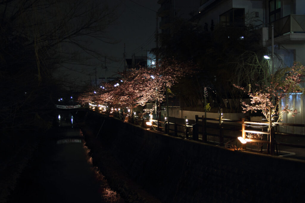 第5回 松戸宿坂川河津桜まつり 夜桜【2014】