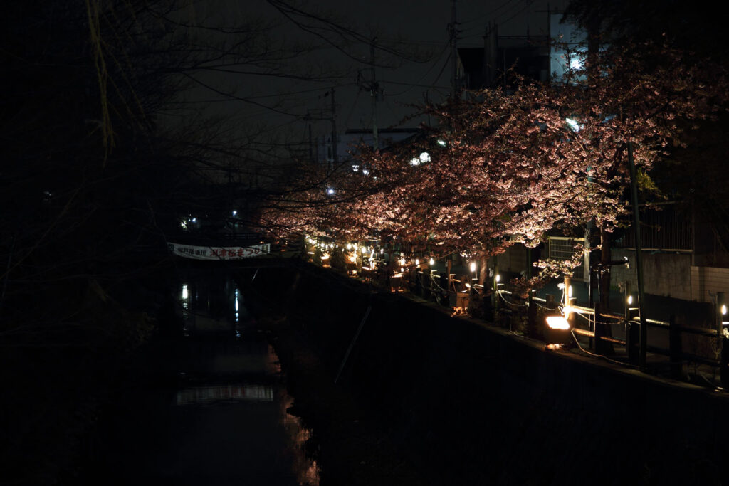 第5回 松戸宿坂川河津桜まつり 夜桜【2014】