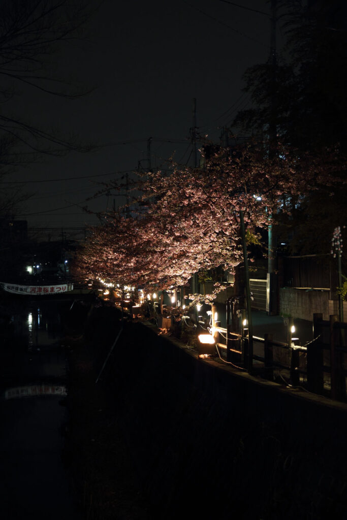 第5回 松戸宿坂川河津桜まつり 夜桜【2014】