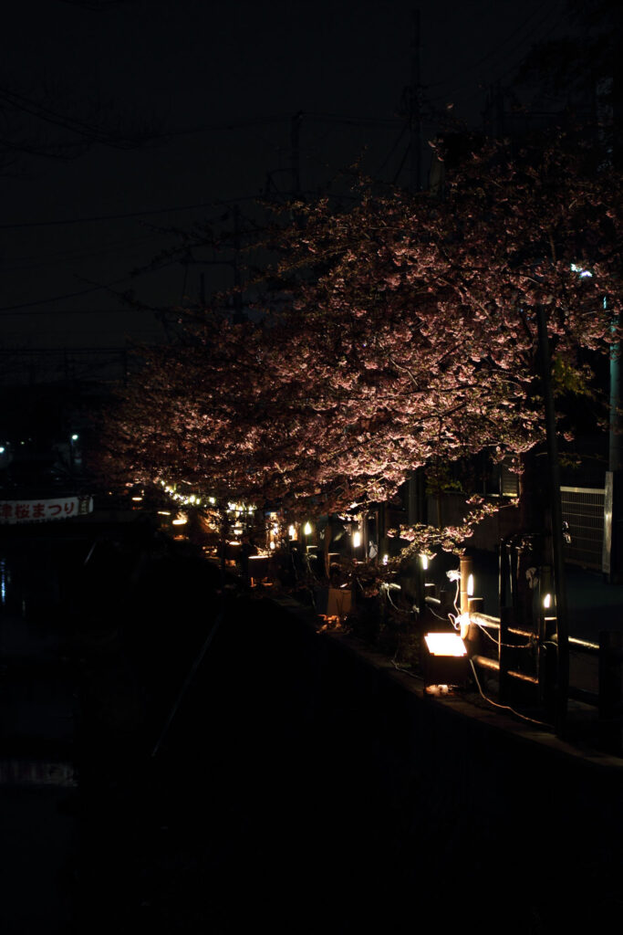 第5回 松戸宿坂川河津桜まつり 夜桜【2014】