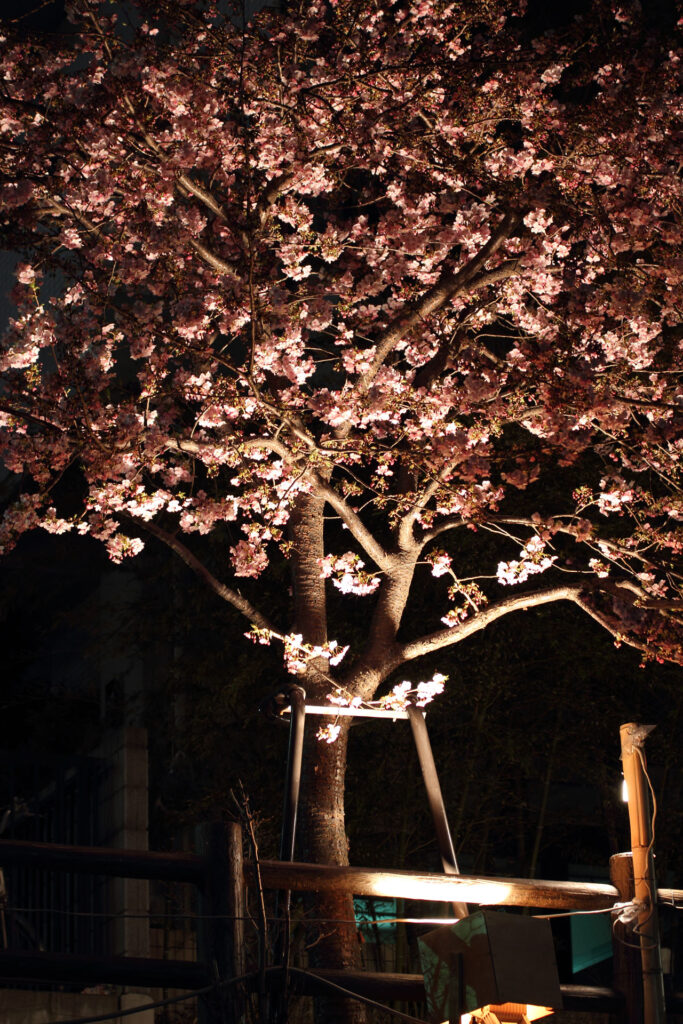 第5回 松戸宿坂川河津桜まつり 夜桜【2014】