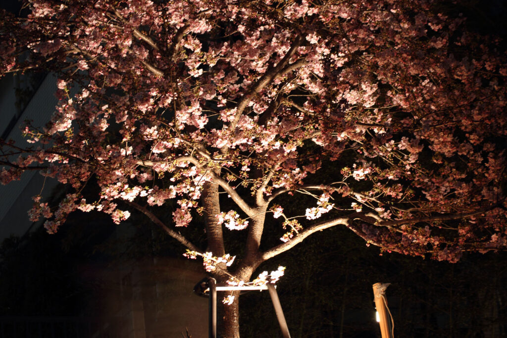 第5回 松戸宿坂川河津桜まつり 夜桜【2014】