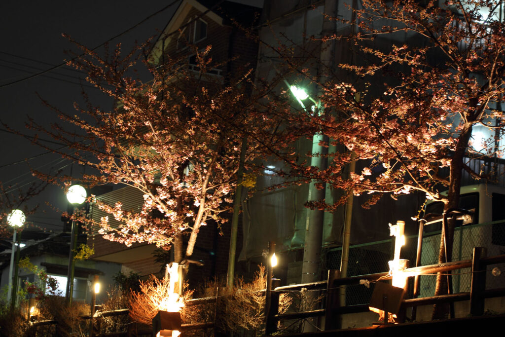 第5回 松戸宿坂川河津桜まつり 夜桜【2014】