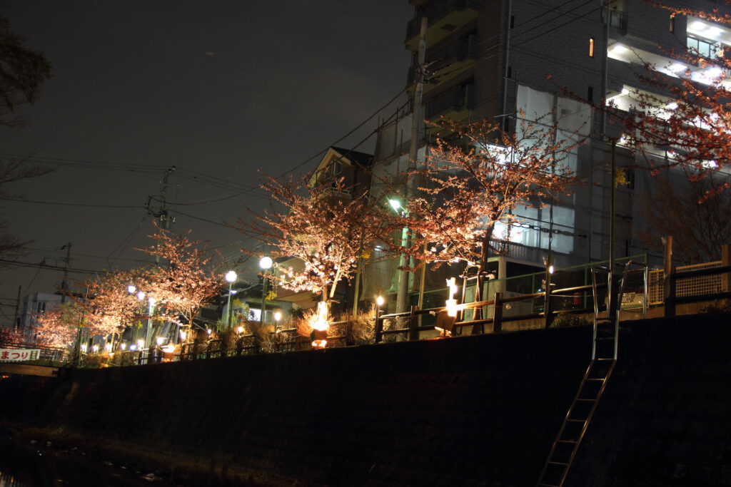 第5回 松戸宿坂川河津桜まつり 夜桜【2014】