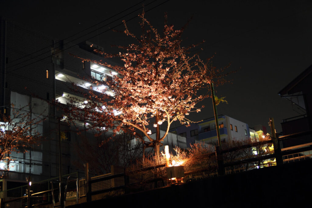 第5回 松戸宿坂川河津桜まつり 夜桜【2014】