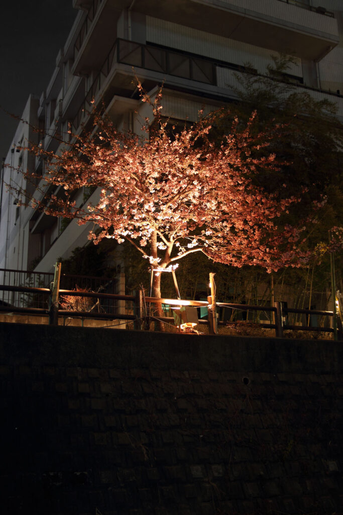 第5回 松戸宿坂川河津桜まつり 夜桜【2014】