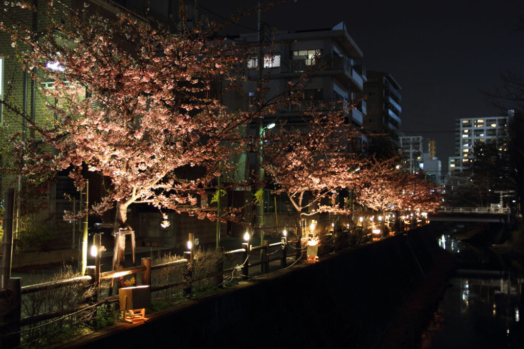第5回 松戸宿坂川河津桜まつり 夜桜【2014】