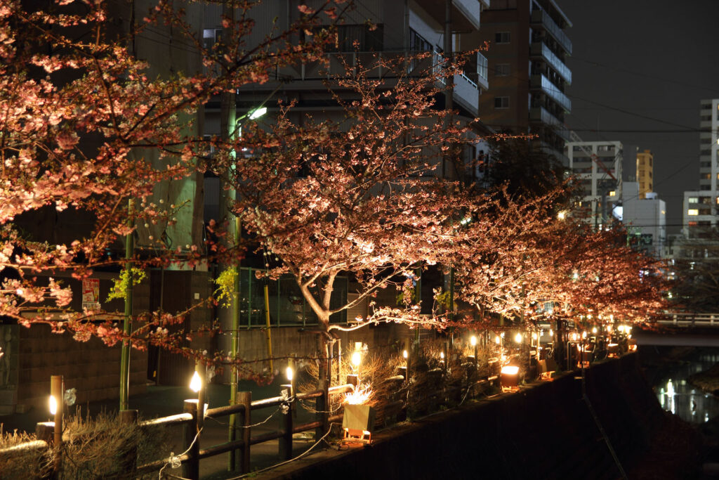 第5回 松戸宿坂川河津桜まつり 夜桜【2014】