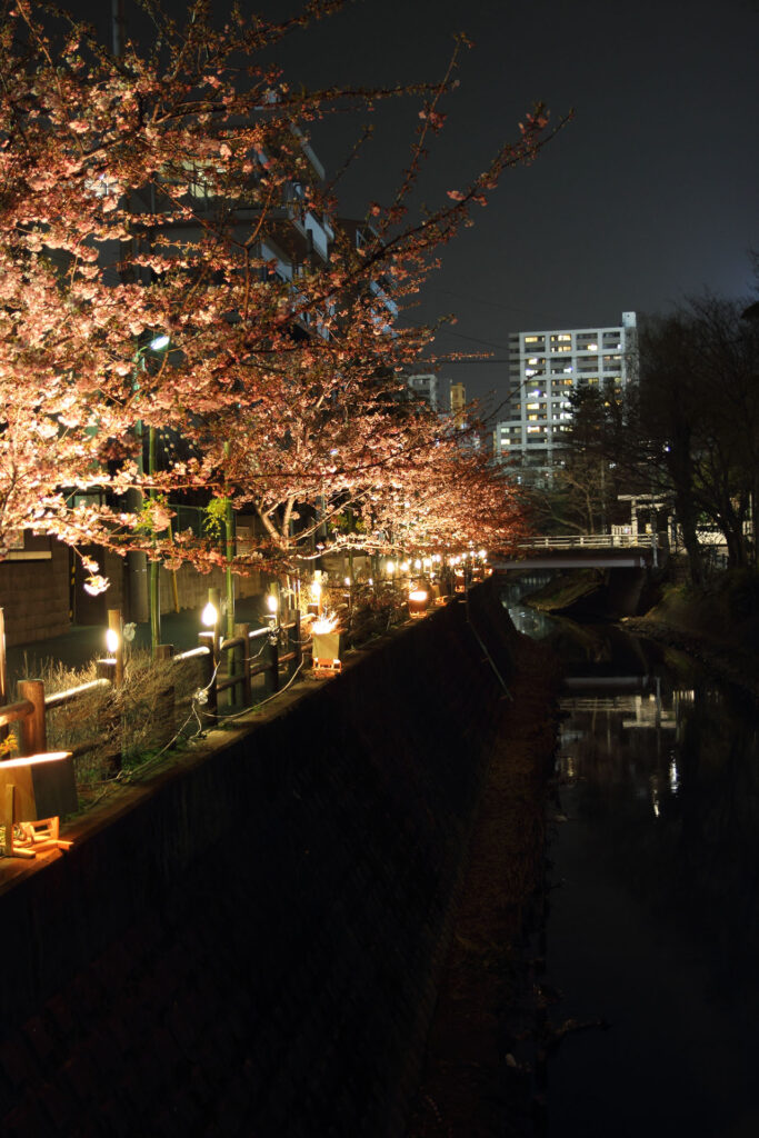 第5回 松戸宿坂川河津桜まつり 夜桜【2014】