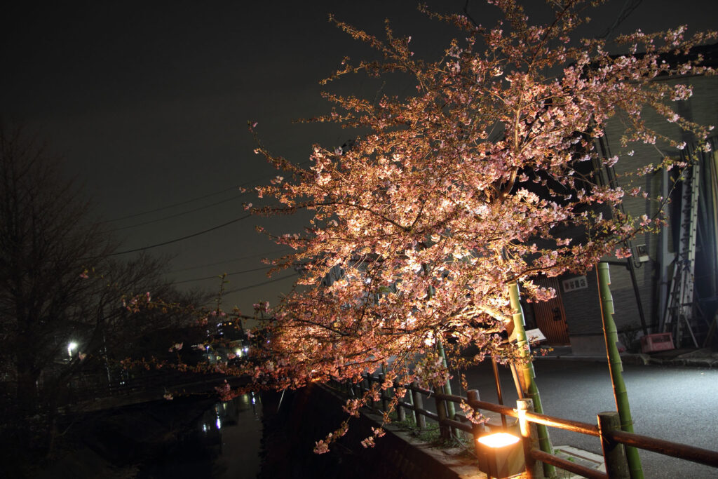 第5回 松戸宿坂川河津桜まつり 夜桜【2014】