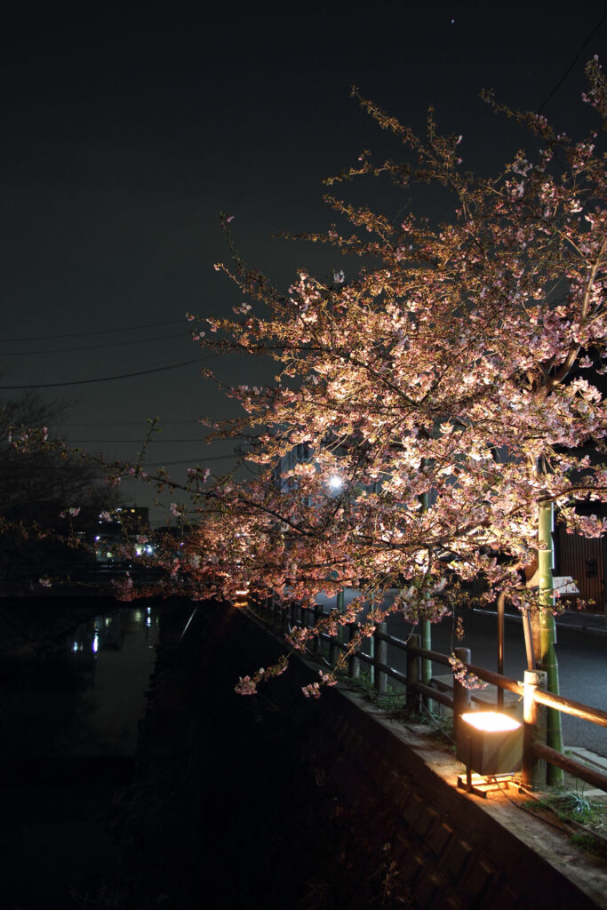 第5回 松戸宿坂川河津桜まつり 夜桜【2014】