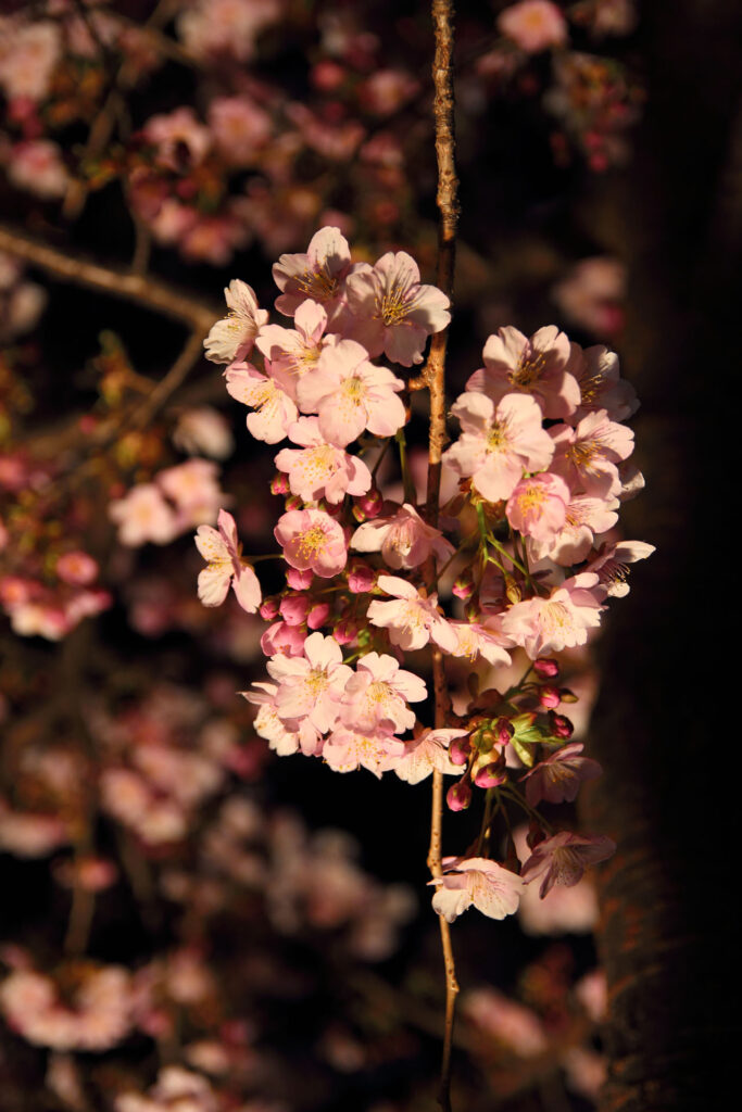 第5回 松戸宿坂川河津桜まつり 夜桜【2014】