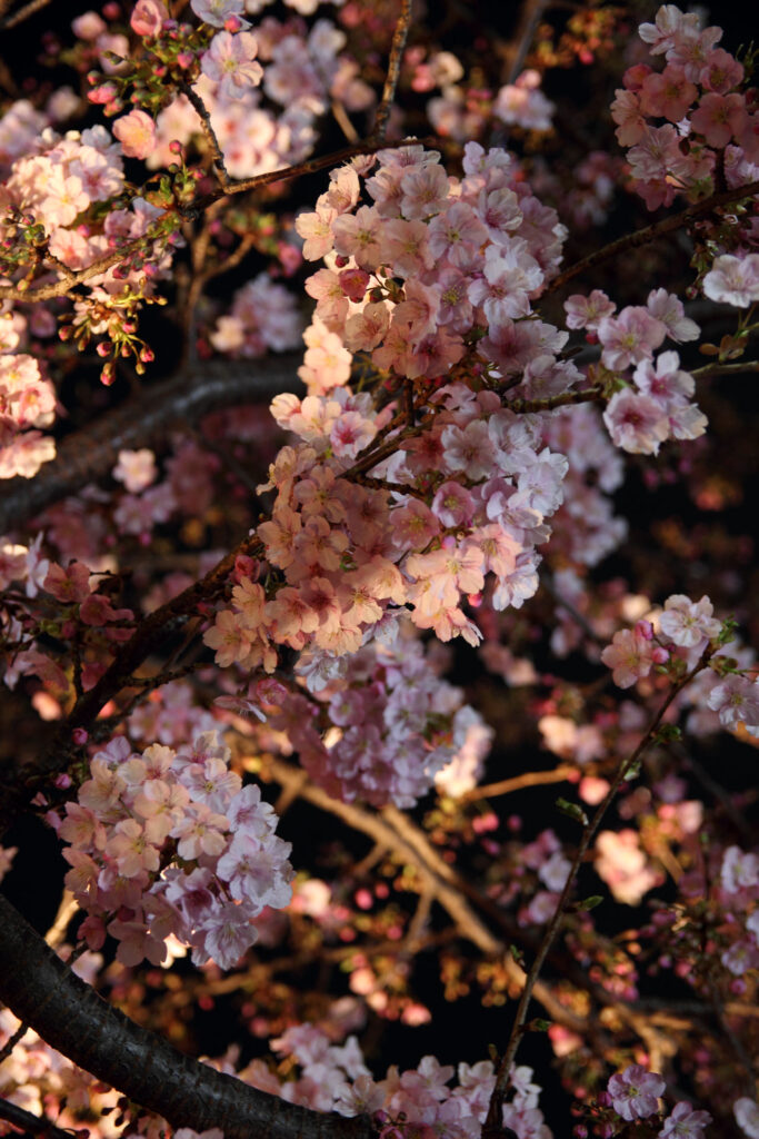 第5回 松戸宿坂川河津桜まつり 夜桜【2014】