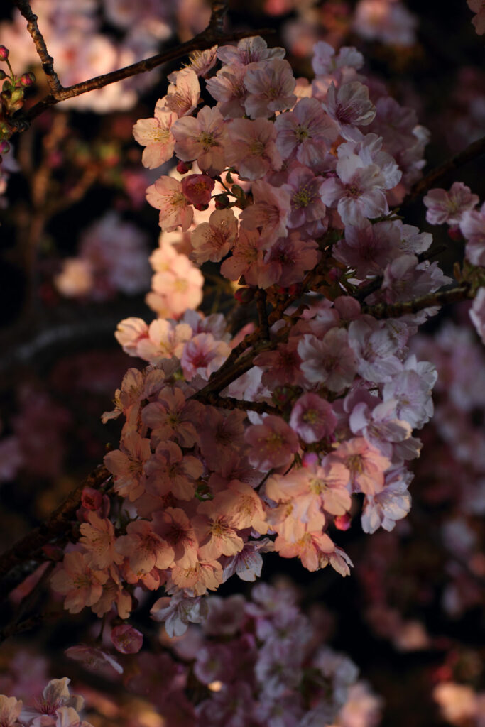 第5回 松戸宿坂川河津桜まつり 夜桜【2014】
