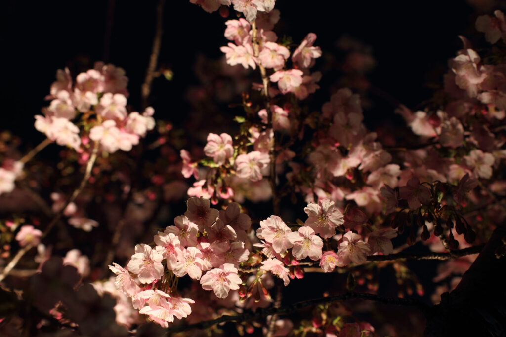 第5回 松戸宿坂川河津桜まつり 夜桜【2014】