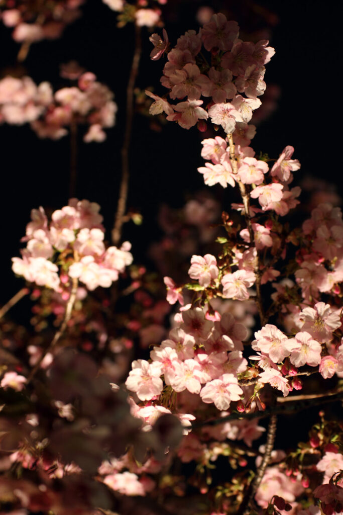 第5回 松戸宿坂川河津桜まつり 夜桜【2014】