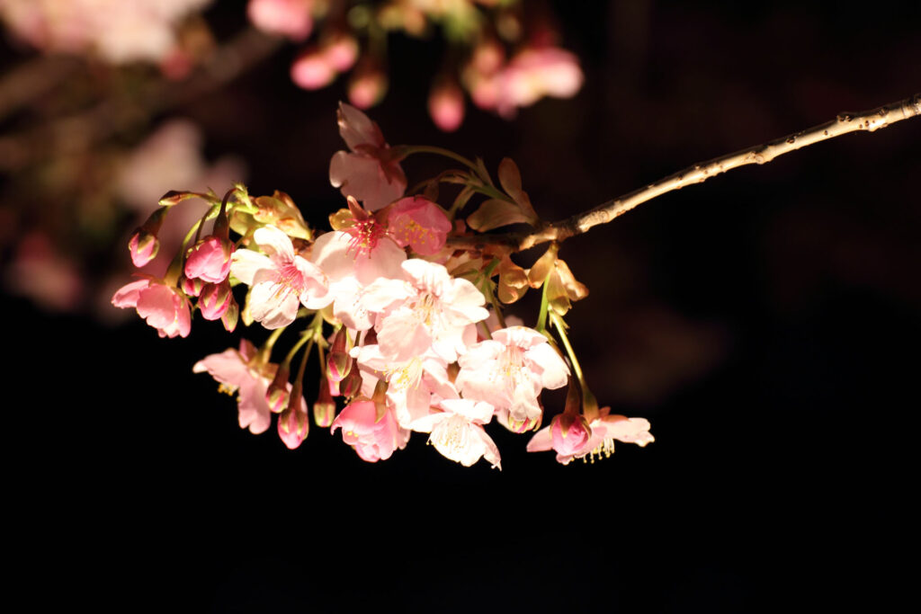 第5回 松戸宿坂川河津桜まつり 夜桜【2014】