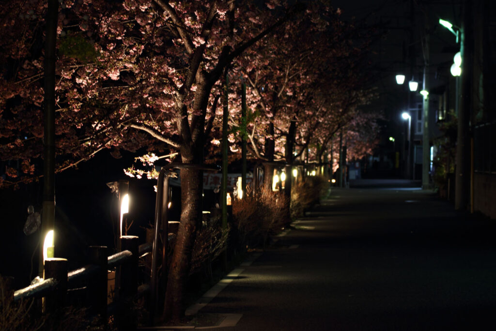 第5回 松戸宿坂川河津桜まつり 夜桜【2014】
