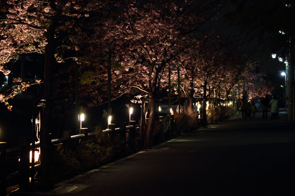 第5回 松戸宿坂川河津桜まつり 夜桜【2014】