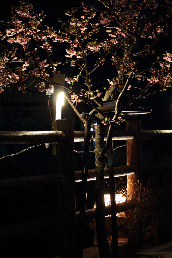 第5回 松戸宿坂川河津桜まつり 夜桜【2014】