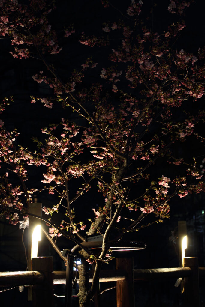 第5回 松戸宿坂川河津桜まつり 夜桜【2014】