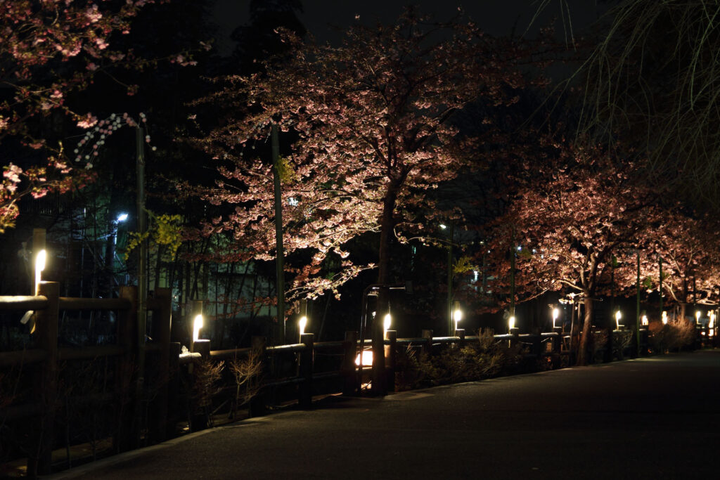 第5回 松戸宿坂川河津桜まつり 夜桜【2014】