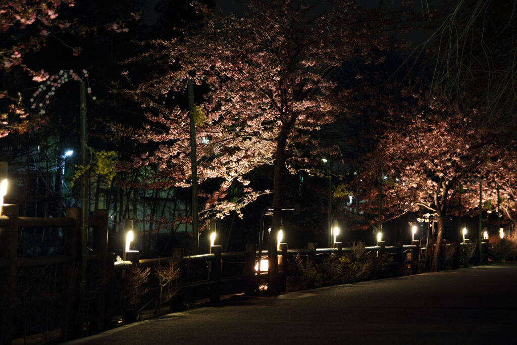 第5回 松戸宿坂川河津桜まつり 夜桜【2014】