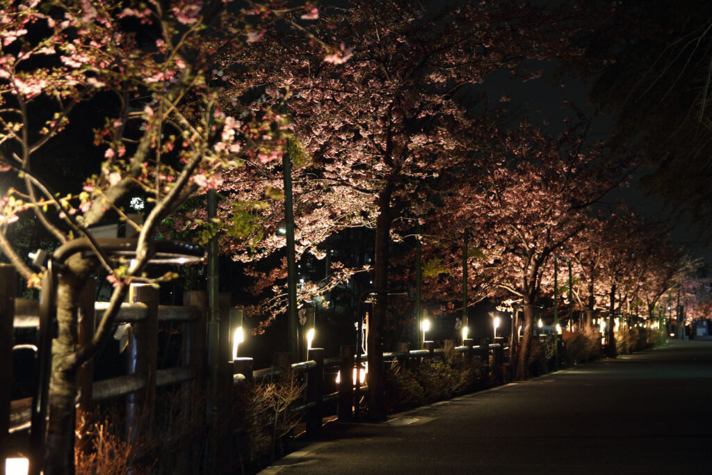 第5回 松戸宿坂川河津桜まつり 夜桜【2014】