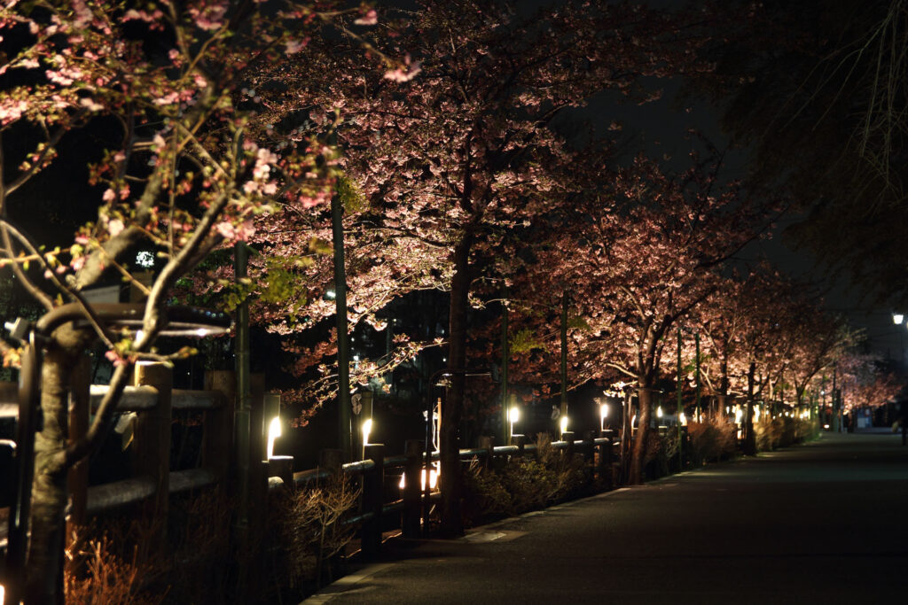 第5回 松戸宿坂川河津桜まつり 夜桜【2014】