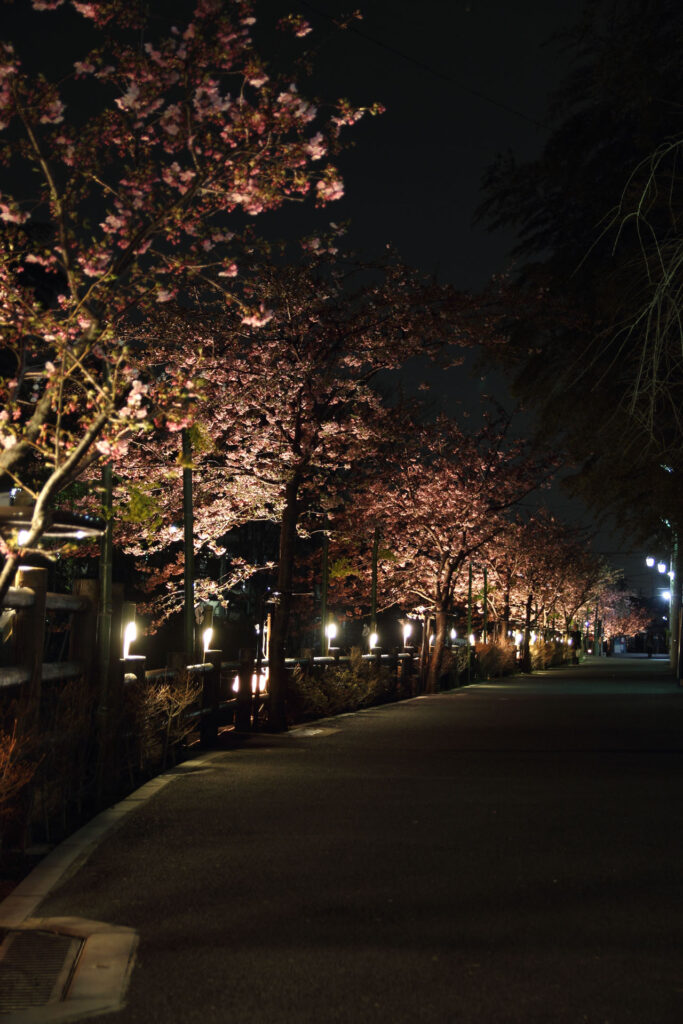 第5回 松戸宿坂川河津桜まつり 夜桜【2014】