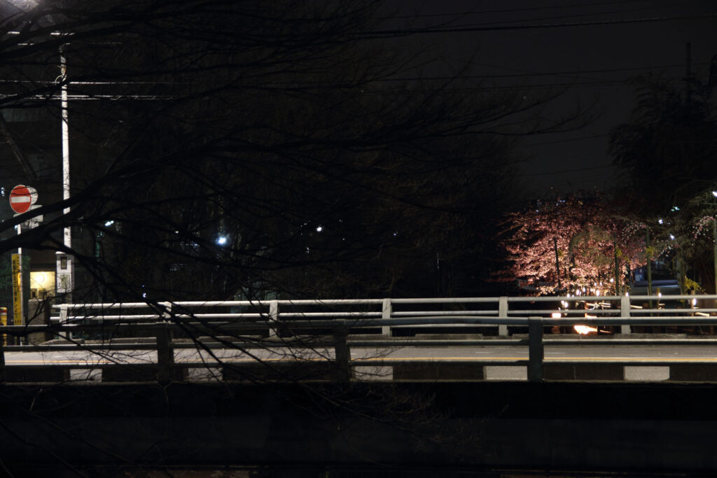 第5回 松戸宿坂川河津桜まつり 夜桜【2014】