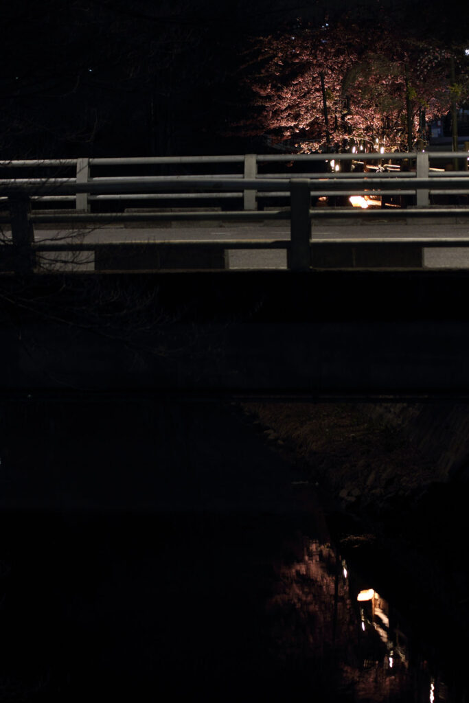 第5回 松戸宿坂川河津桜まつり 夜桜【2014】