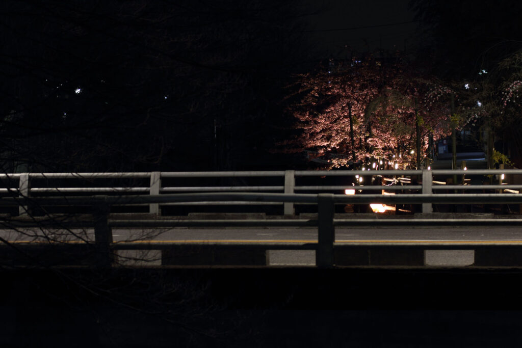 第5回 松戸宿坂川河津桜まつり 夜桜【2014】