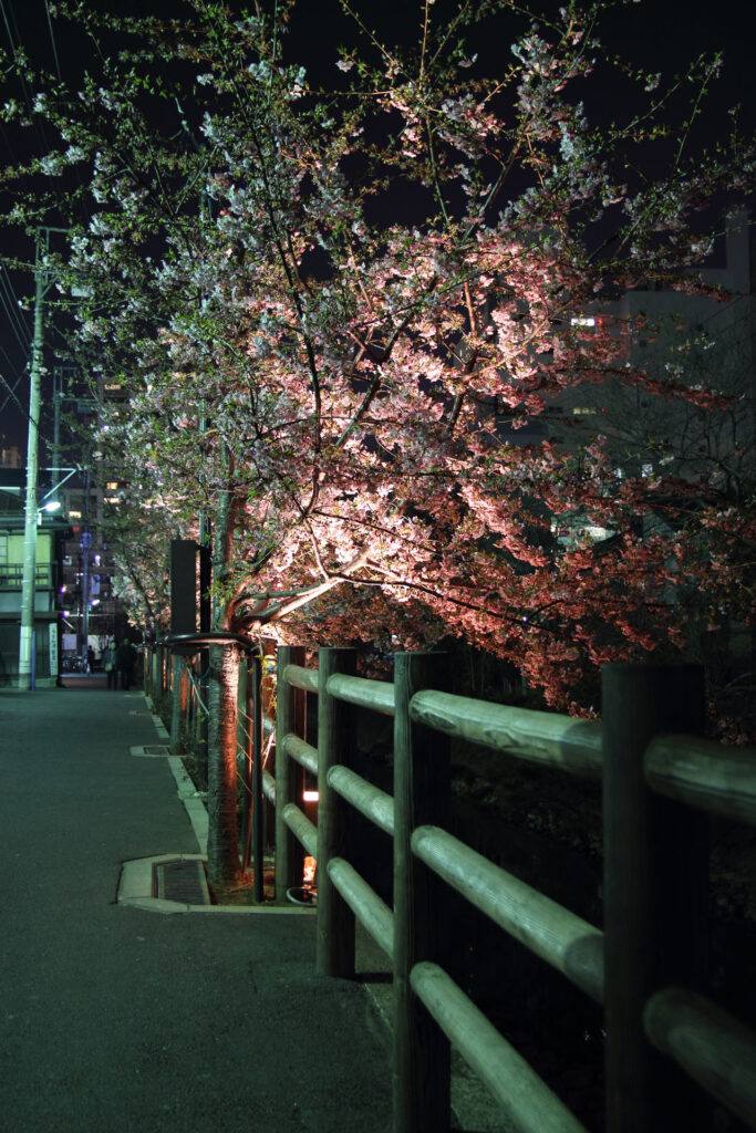 第5回 松戸宿坂川河津桜まつり 夜桜【2014】
