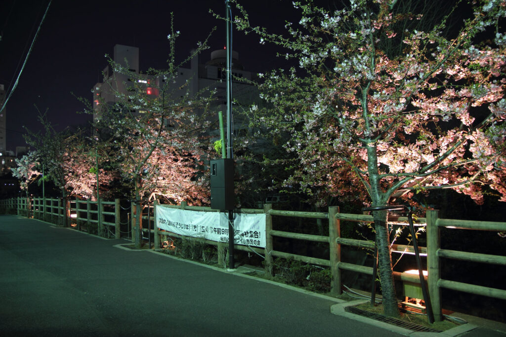 第5回 松戸宿坂川河津桜まつり 夜桜【2014】