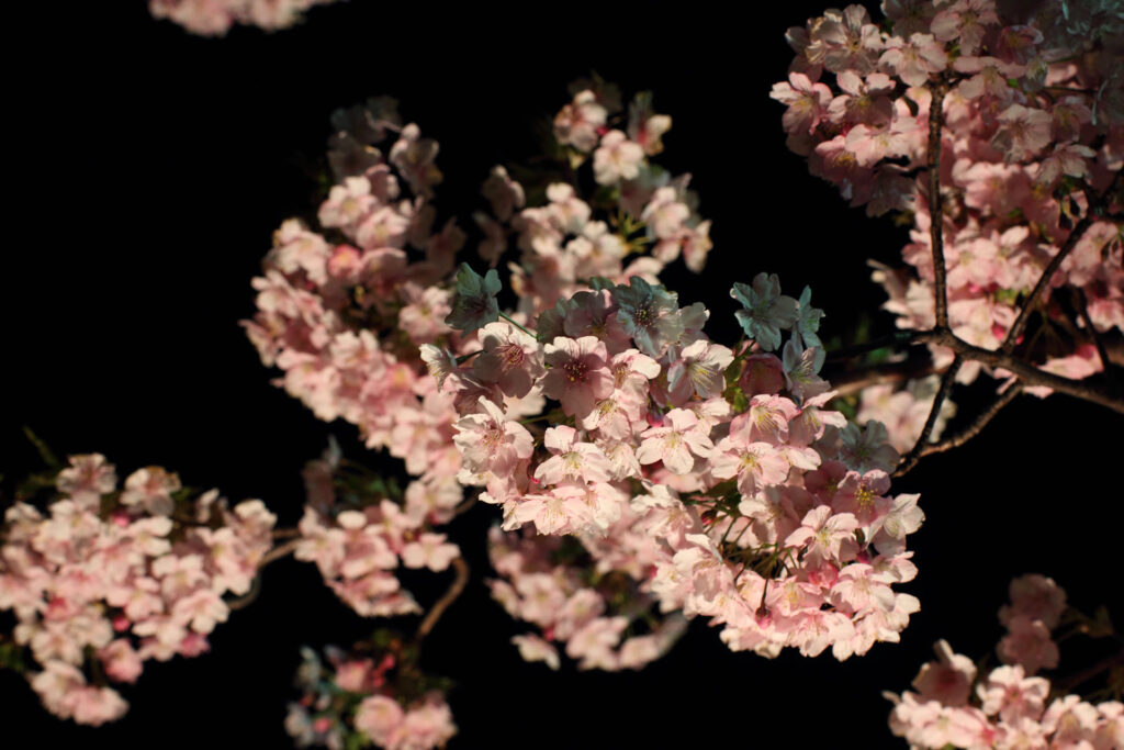 第5回 松戸宿坂川河津桜まつり 夜桜【2014】