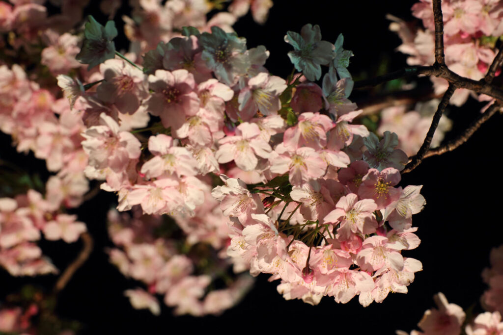 第5回 松戸宿坂川河津桜まつり 夜桜【2014】
